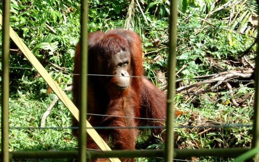 ボスオランウータン　ビージェイ