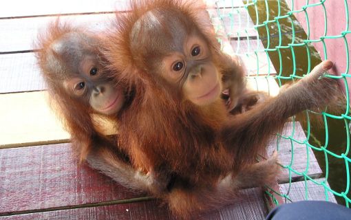 愛くるしいオランウータン