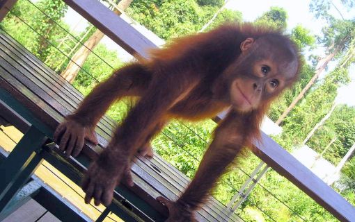 愛嬌たっぷりのオランウータン