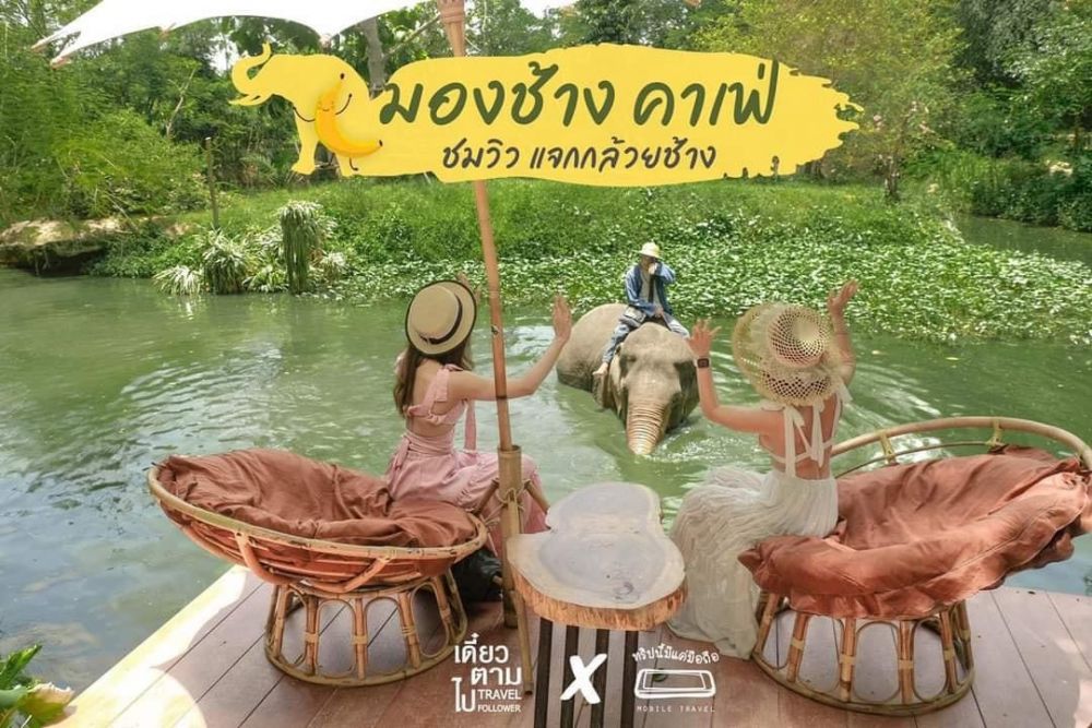 【特価】SNSで超話題沸騰中のゾウカフェ（Mongchang cafe)で、ゾウさんと一緒に写真を撮ろう！（バンコク発）（シラチャ発は150B引き） 1