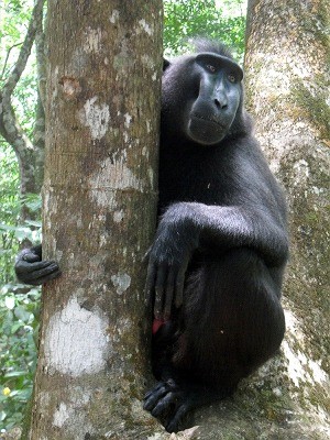 【ジャカルタ発】タルシウスに会いに行こう！タンココ国立公園～スラウェシ島～ 5