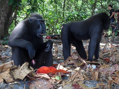 【ジャカルタ発】タルシウスに会いに行こう！タンココ国立公園～スラウェシ島～ 2