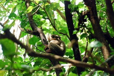 【ジャカルタ発】タルシウスに会いに行こう！タンココ国立公園～スラウェシ島～ 1