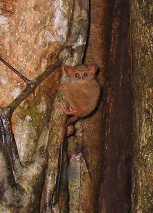 【ジャカルタ発】タルシウスに会いに行こう！タンココ国立公園～スラウェシ島～ 4