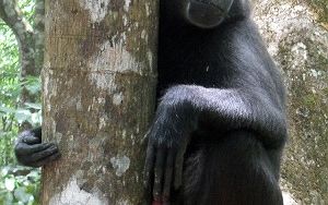 【ジャカルタ発】タルシウスに会いに行こう！タンココ国立公園～スラウェシ島～ 5