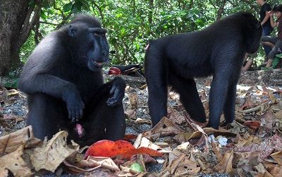 【ジャカルタ発】タルシウスに会いに行こう！タンココ国立公園～スラウェシ島～ 2