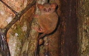 【ジャカルタ発】タルシウスに会いに行こう！タンココ国立公園～スラウェシ島～ 4