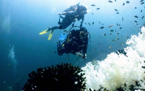 【ランカウイ発】(体験ダイビング)マレー半島西海岸で一番海が美しいといわれているパヤ島ツアー<1日観光/英語ガイド>