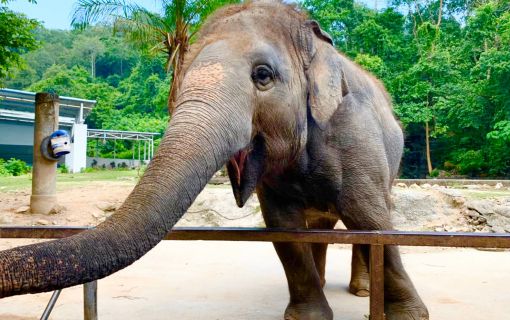 《タイ語ドライバー送迎付き》カオキアオ動物園 & バンセーン周辺お立ち寄り♪ (バンコク発)