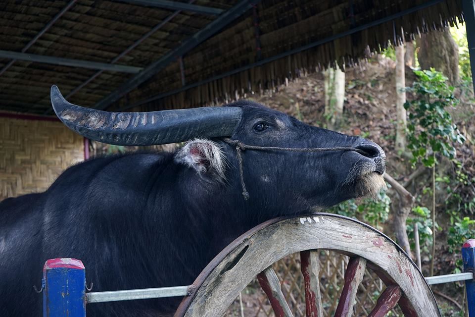 ブキット・サファリ (サファリツアー, プーケット)英語ガイド 2