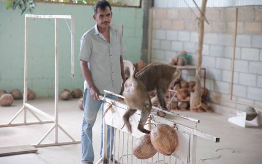 ブキット・サファリ (サファリツアー, プーケット)英語ガイド 5