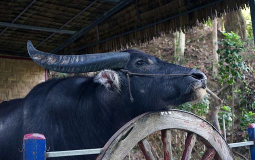 ブキット・サファリ (サファリツアー, プーケット)英語ガイド 2