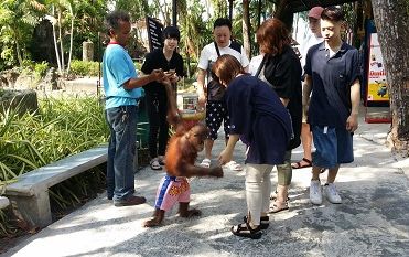 プーケット動物園　（入場チケット）