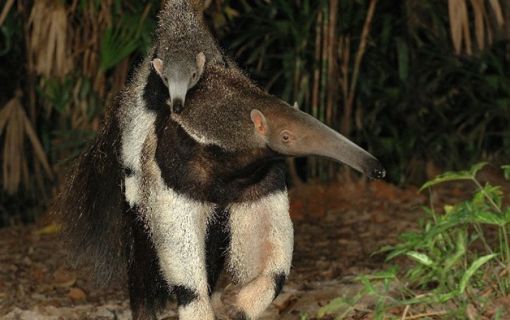 ナイトサファリ