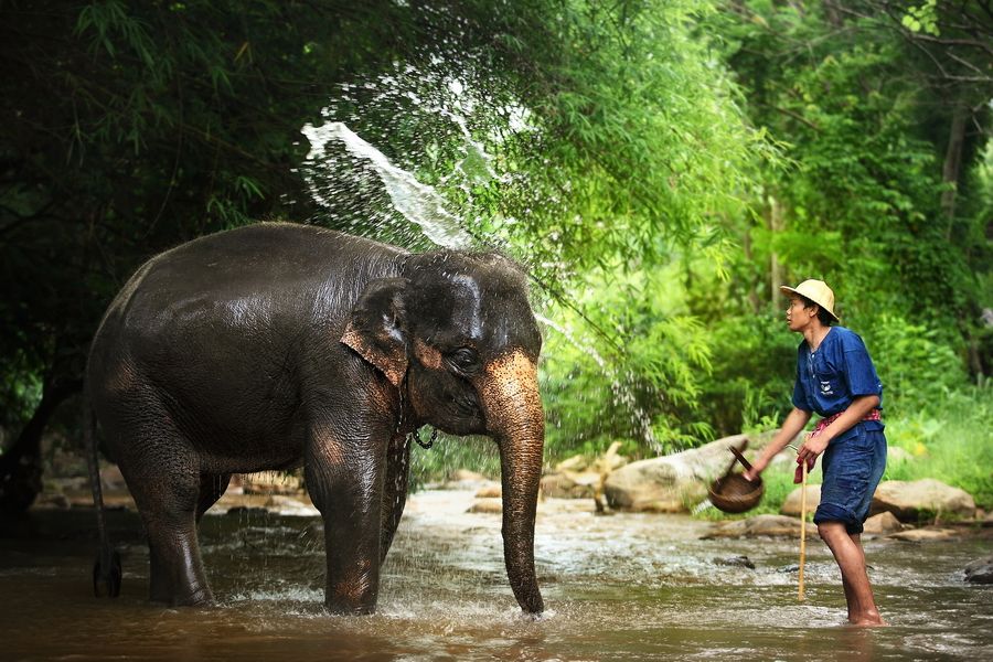 エレファントキャンプ