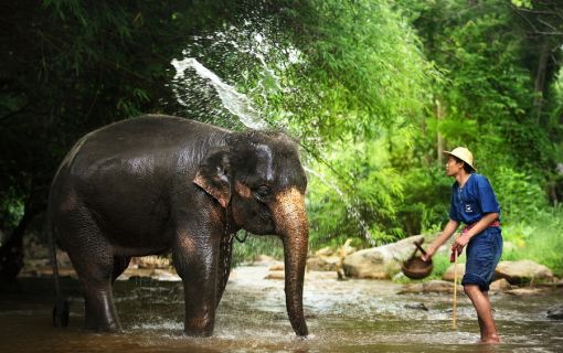 エレファントキャンプ