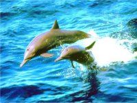 ドルフィンウォッチング&南海岸クルーズ 5