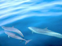 ドルフィンウォッチング&南海岸クルーズ 4