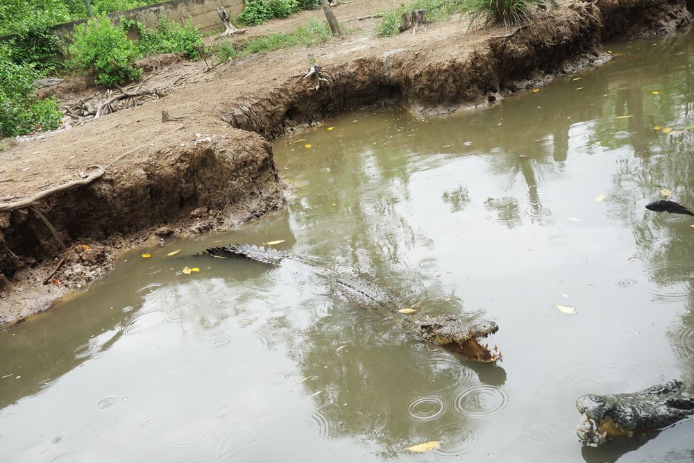 【ホーチミン発】カンザー・マングローブの森 10