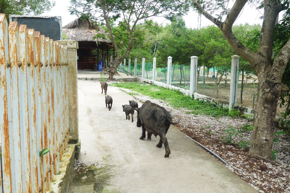 【ホーチミン発】カンザー・マングローブの森 12