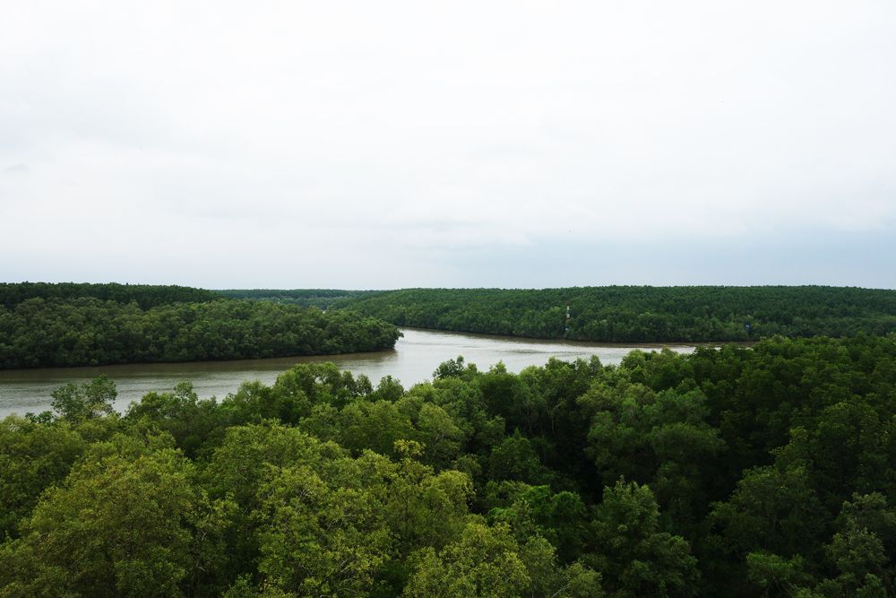 【ホーチミン発】カンザー・マングローブの森 8