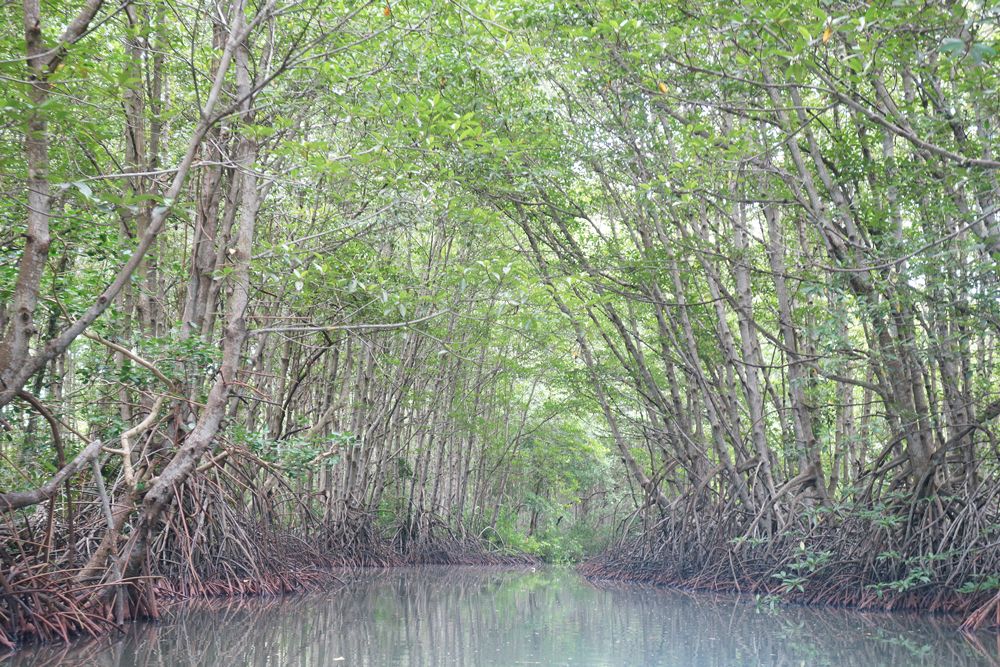 【ホーチミン発】カンザー・マングローブの森 3