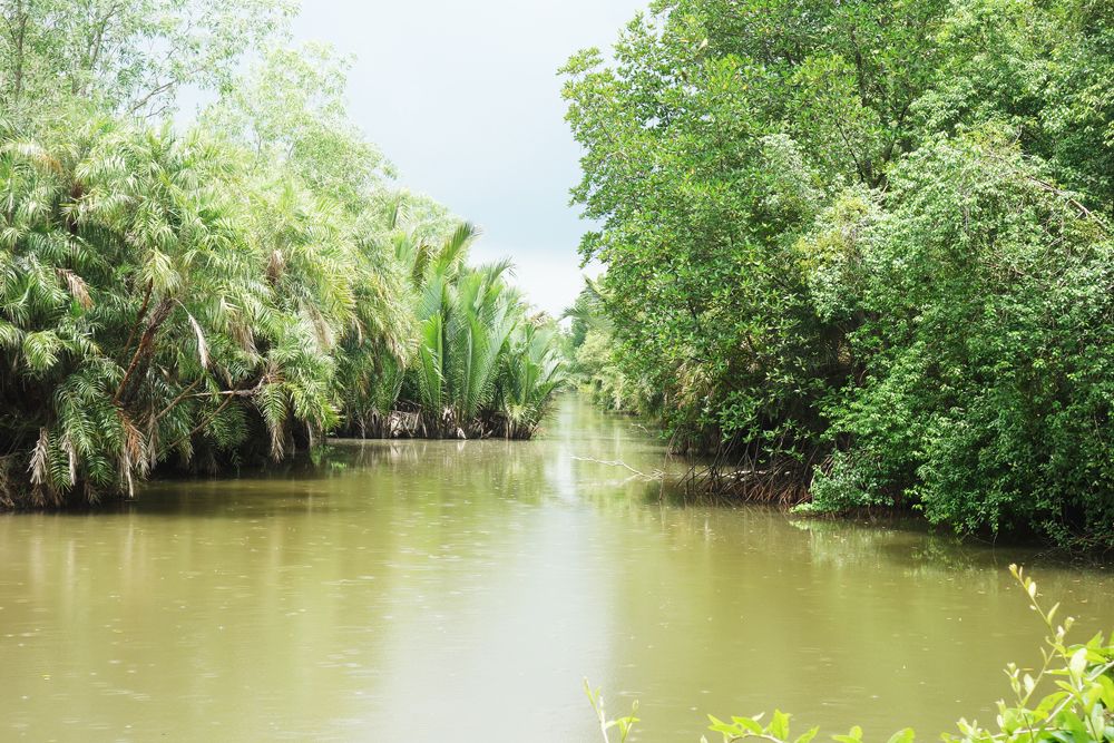 【ホーチミン発】カンザー・マングローブの森 11