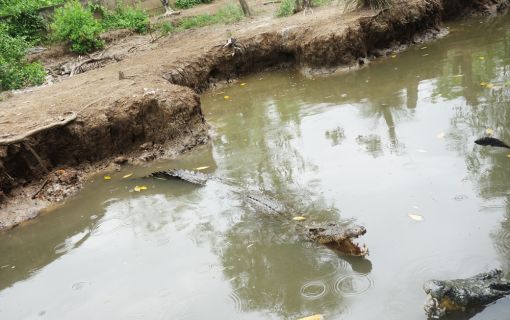【ホーチミン発】カンザー・マングローブの森 10