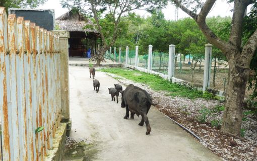 【ホーチミン発】カンザー・マングローブの森 12
