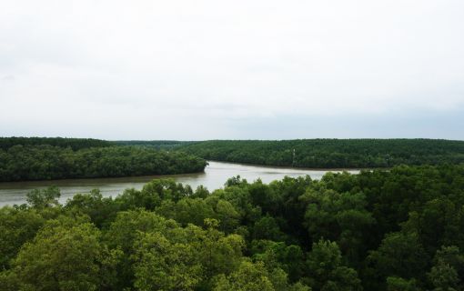 【ホーチミン発】カンザー・マングローブの森 8