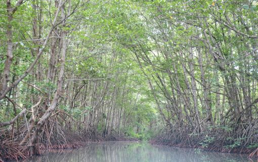 【ホーチミン発】カンザー・マングローブの森 3