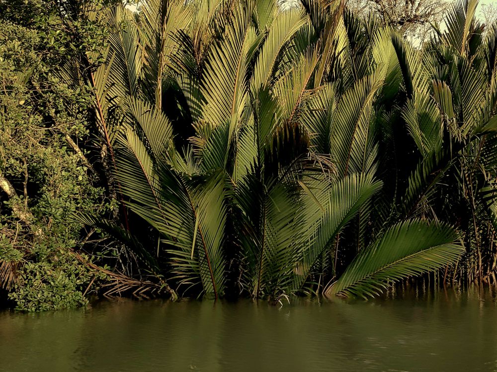 サンセット･サファリ･クルーズ 2