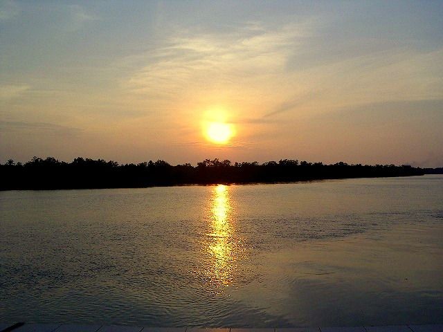 マングローブで輝く!クアラセランゴール蛍鑑賞<夕方発観光> 3