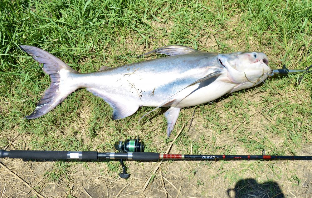 1m級のチャオプラヤキャットフィッシュ！