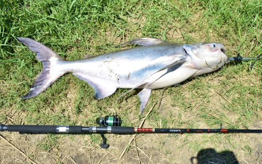 1m級のチャオプラヤキャットフィッシュ！