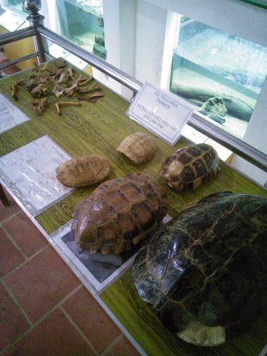 【ハノイ発】自然探訪と世界遺産　クックフン国立公園＆チャンアンクルーズ 6