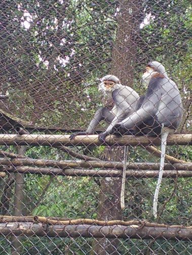 【ハノイ発】自然探訪と世界遺産　クックフン国立公園＆チャンアンクルーズ 5