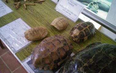 【ハノイ発】自然探訪と世界遺産　クックフン国立公園＆チャンアンクルーズ 6