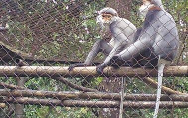 【ハノイ発】自然探訪と世界遺産　クックフン国立公園＆チャンアンクルーズ 5