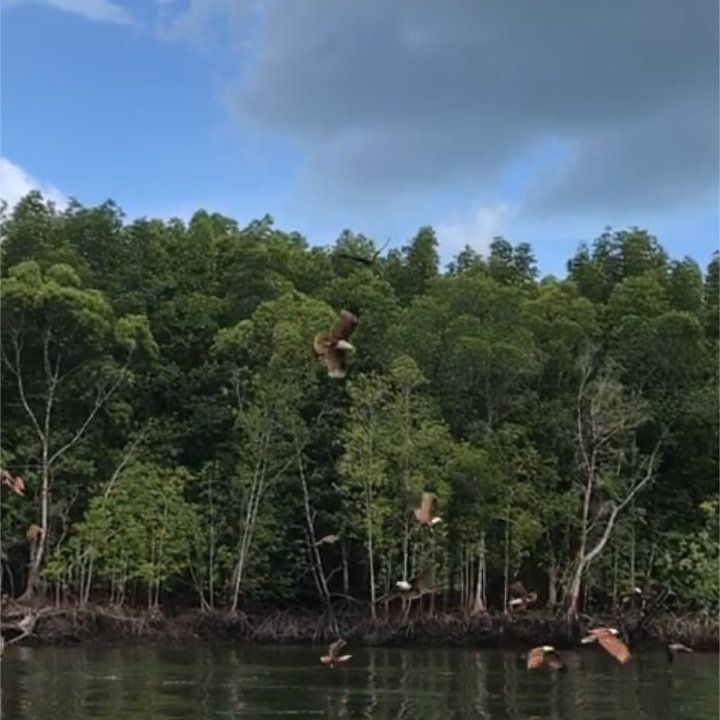 自然の中で大冒険！ランカウイ・カヤック＜夕方発観光＞ 8