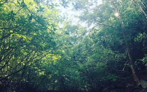 自然の中で大冒険！ランカウイ・カヤック＜夕方発観光＞ 2