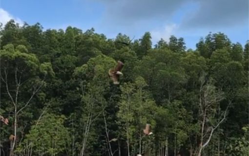 自然の中で大冒険！ランカウイ・カヤック＜夕方発観光＞ 8