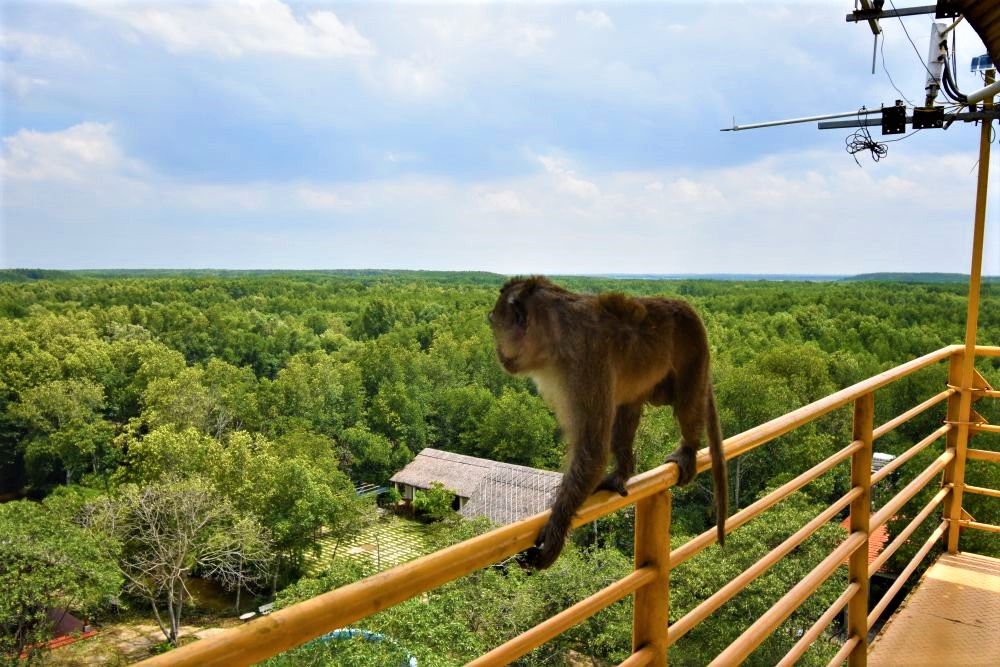 【ホーチミン発】カンザー・マングローブの森 2