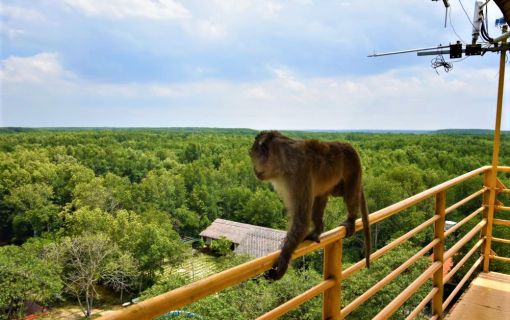 【ホーチミン発】カンザー・マングローブの森 2