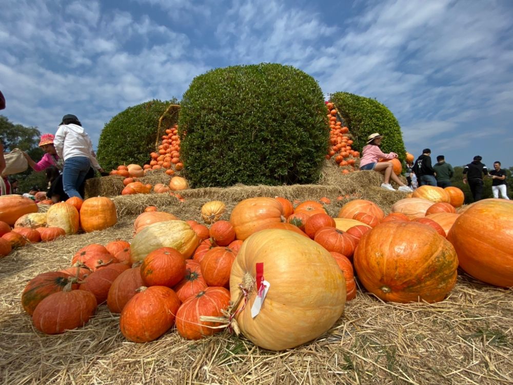 【シラチャー発】期間限定！ジムトンプソンファームとカオヤイ 1泊2日パッケージ 8