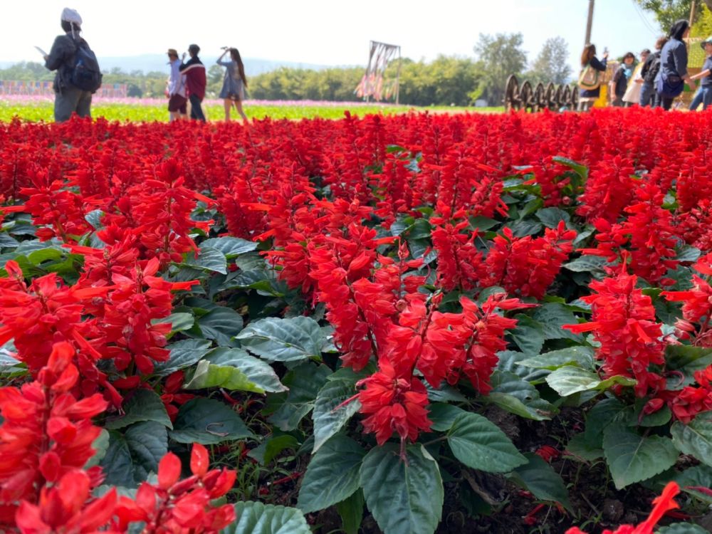 【シラチャー発】期間限定！ジムトンプソンファームとカオヤイ 1泊2日パッケージ 5