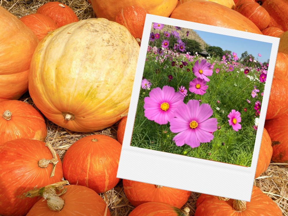 【シラチャー発】期間限定！ジムトンプソンファームとカオヤイ 1泊2日パッケージ 1