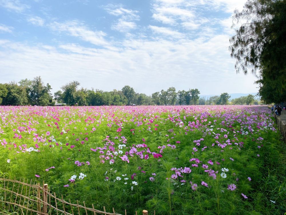【シラチャー発】期間限定！ジムトンプソンファームとカオヤイ 1泊2日パッケージ 3