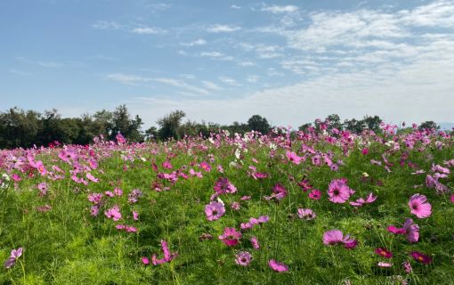 【シラチャー発】期間限定！ジムトンプソンファームとカオヤイ 1泊2日パッケージ 2