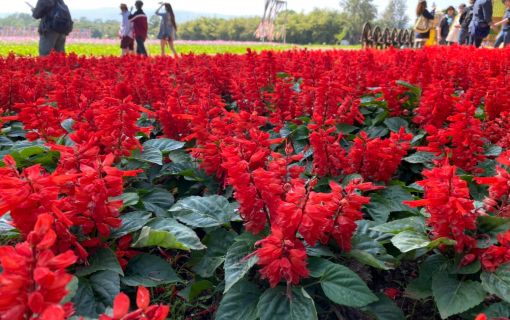 【シラチャー発】期間限定！ジムトンプソンファームとカオヤイ 1泊2日パッケージ 5